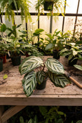Calathea Red Peacock 4"