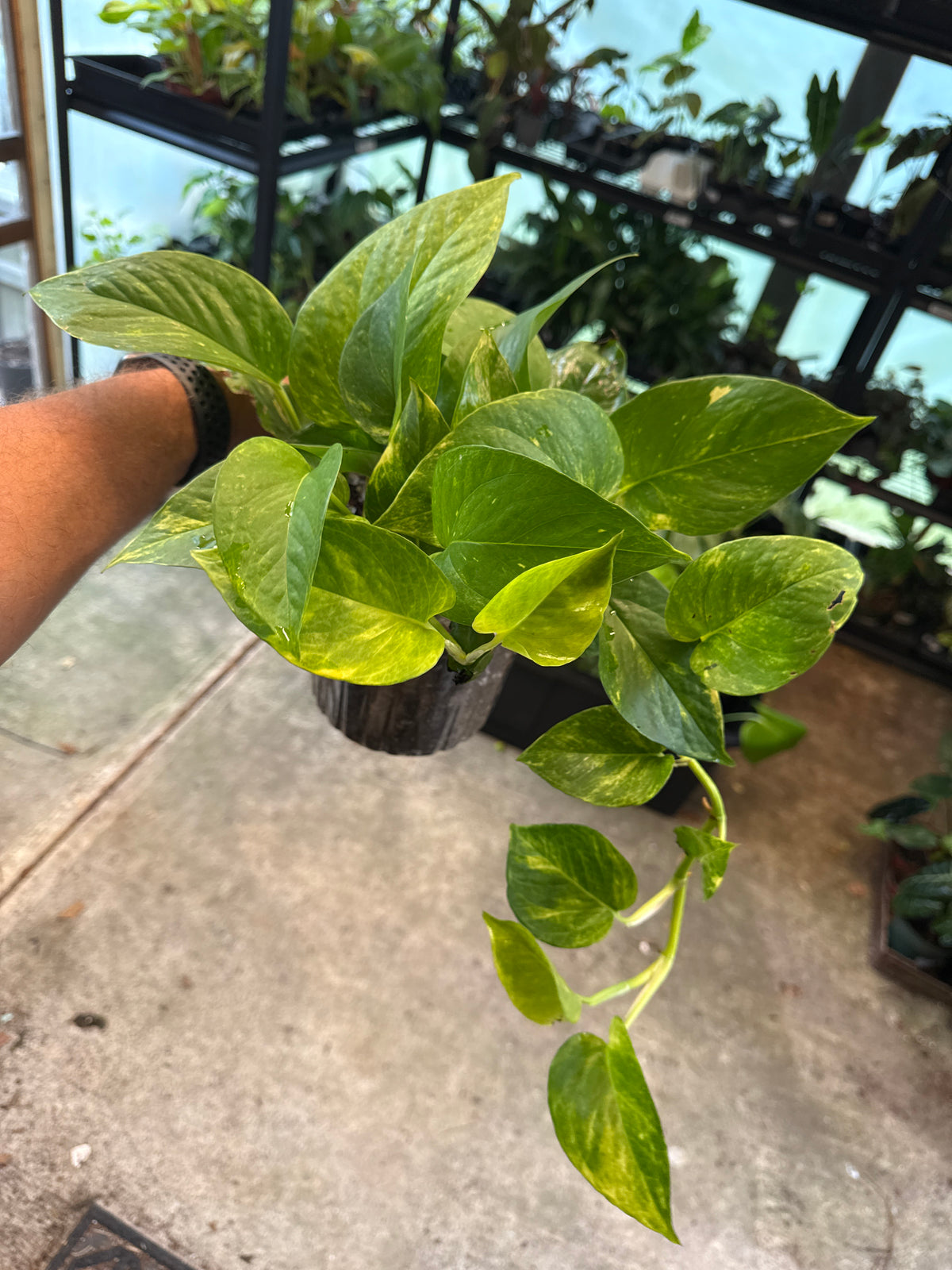 Epipremnum Fernando’s Fire 6”