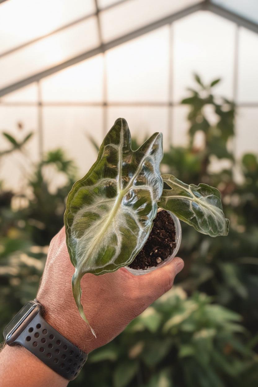 Alocasia Venom 3”