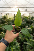 Anthurium Clavigerum 2”