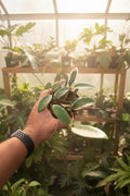 Hoya Acuta Variegated 4"