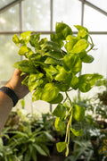 Epipremnum Neon Joy 6”