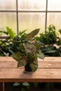Syngonium Candy Berry 4"