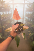 Homalomena Pink Diamond