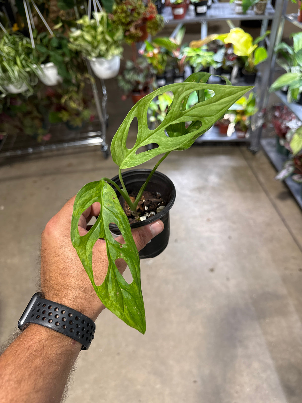 Monstera Adansonii Mint