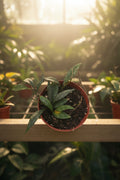 Hoya Parviflora Splash 4"