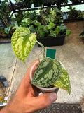 Scindapsus Tricolor Lemon