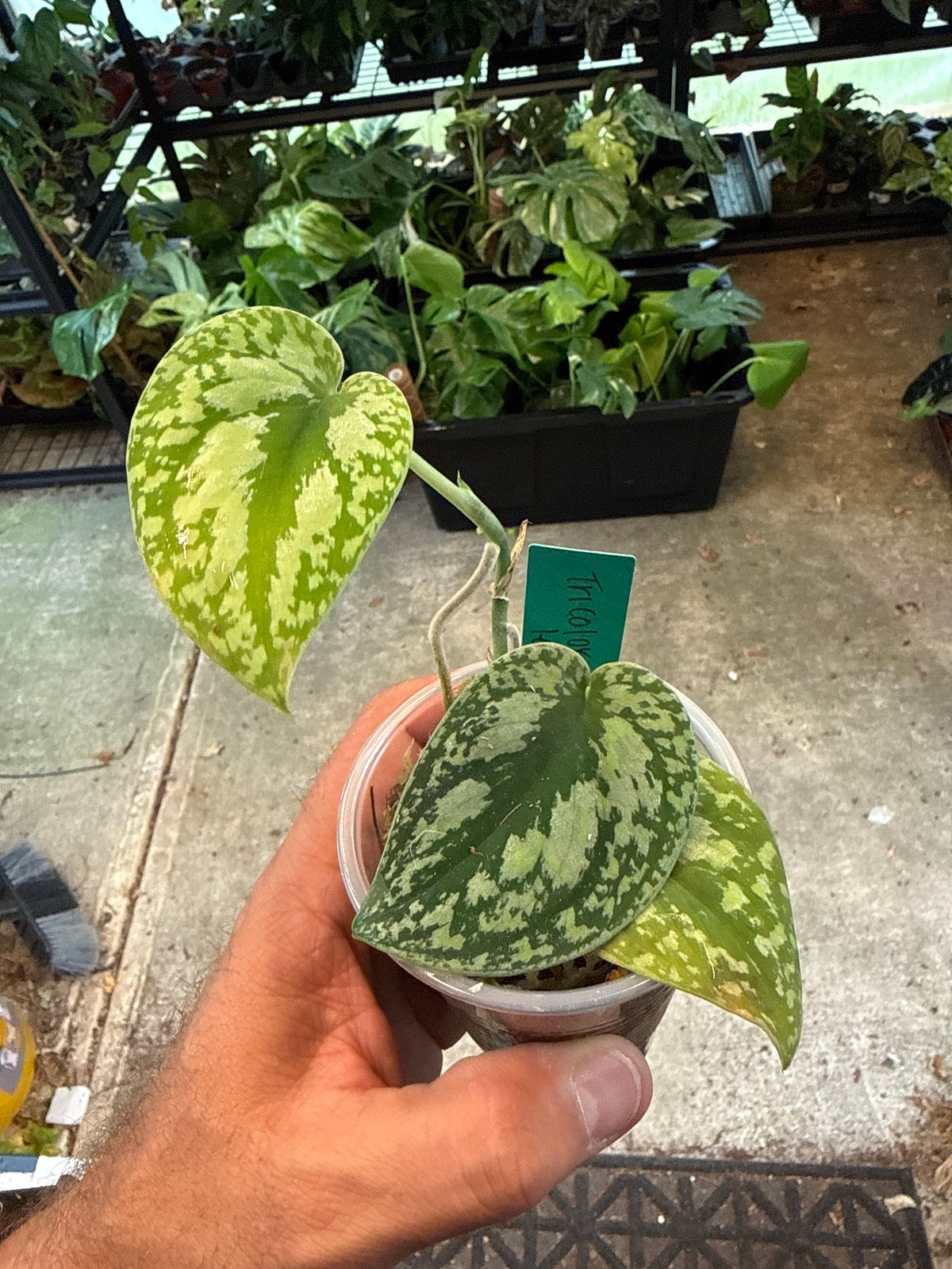 Scindapsus Tricolor Lemon