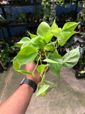 Philodendron Neon Heartleaf – Philodendron hederaceum ‘Neon’