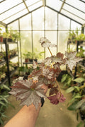Begonia Sierra Silver Mist