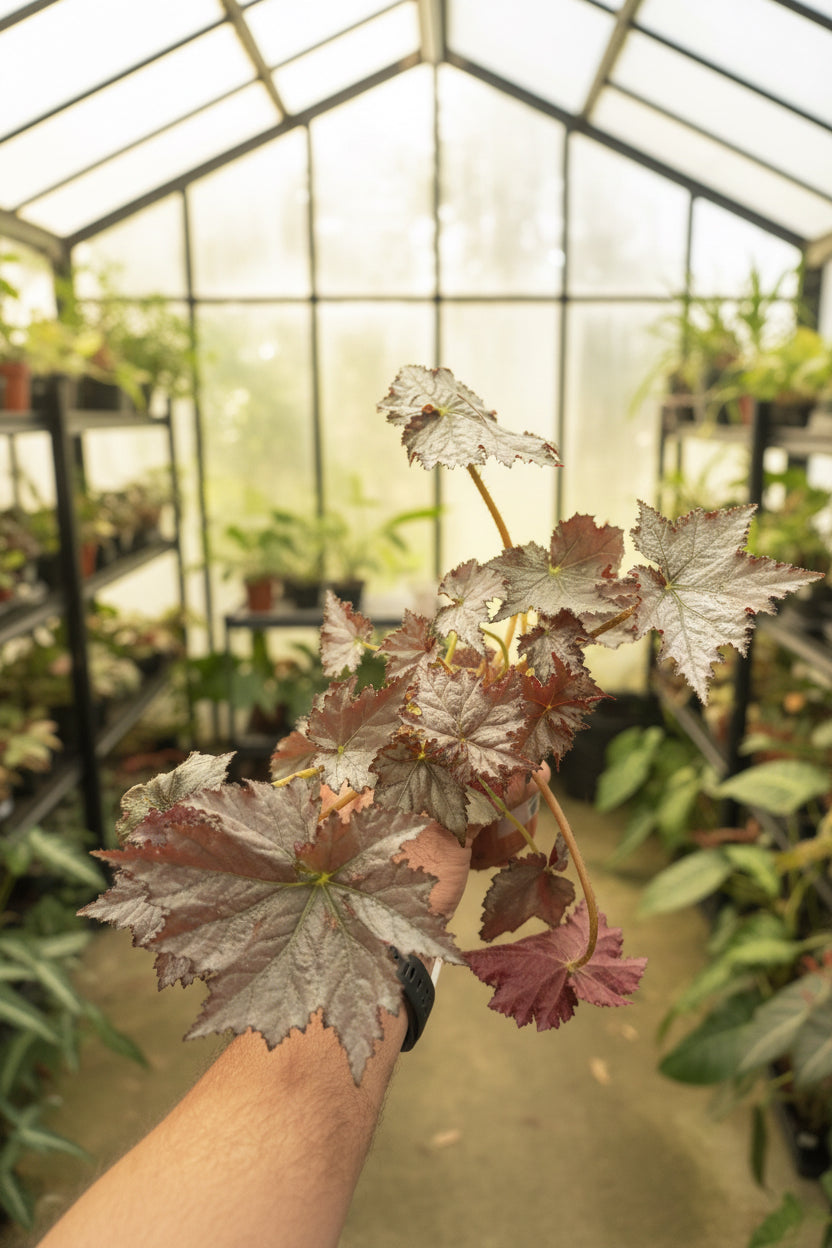 Begonia Sierra Silver Mist