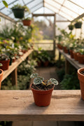 Peperomia Caperata