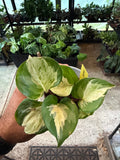 Epipremnum Manjula 3”