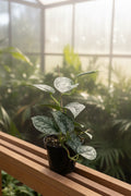 Scindapsus Silver Lady