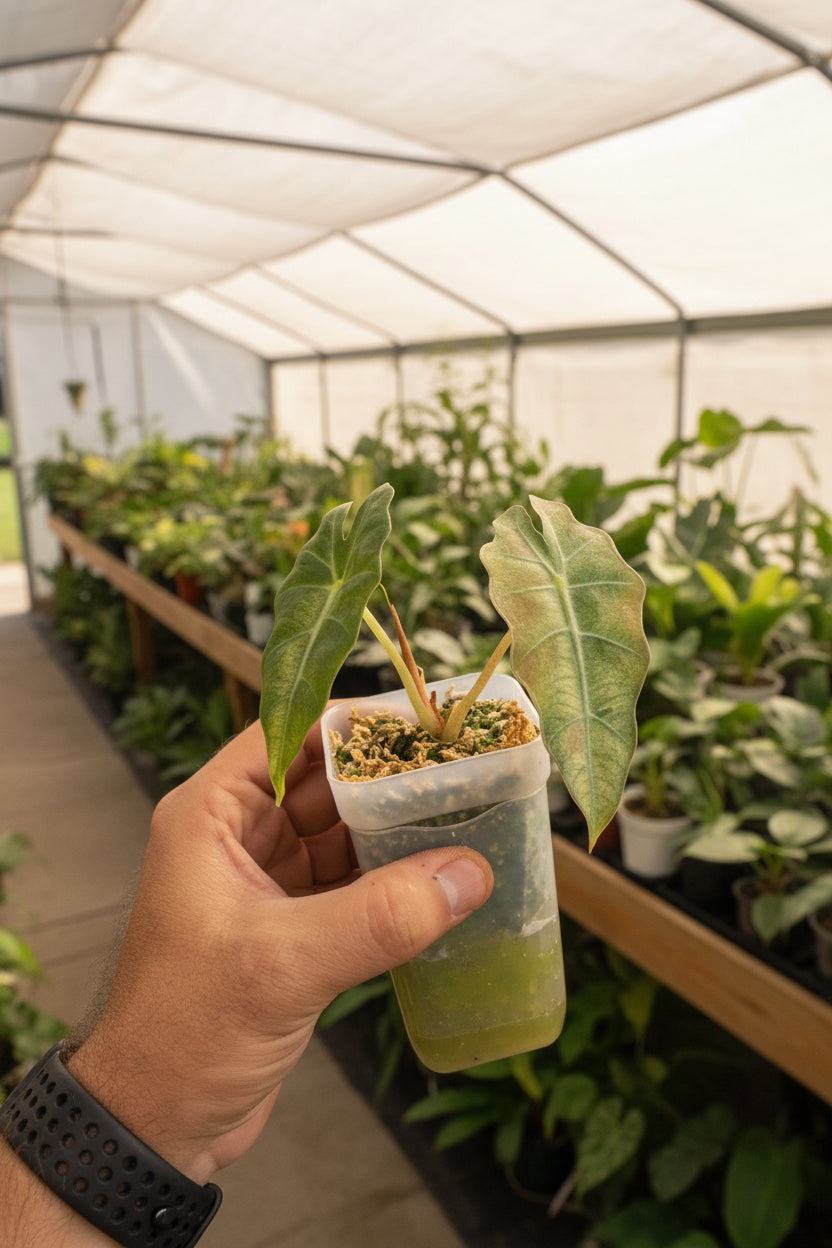 Alocasia Polly Pink Mint 3”