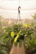 Philodendron FL Ghost Mint 8”
