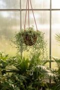 String of Dolphins (Senecio peregrinus)