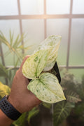 Scindapsus Halimoon
