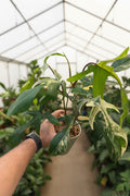 Philodendron FL Beauty XL