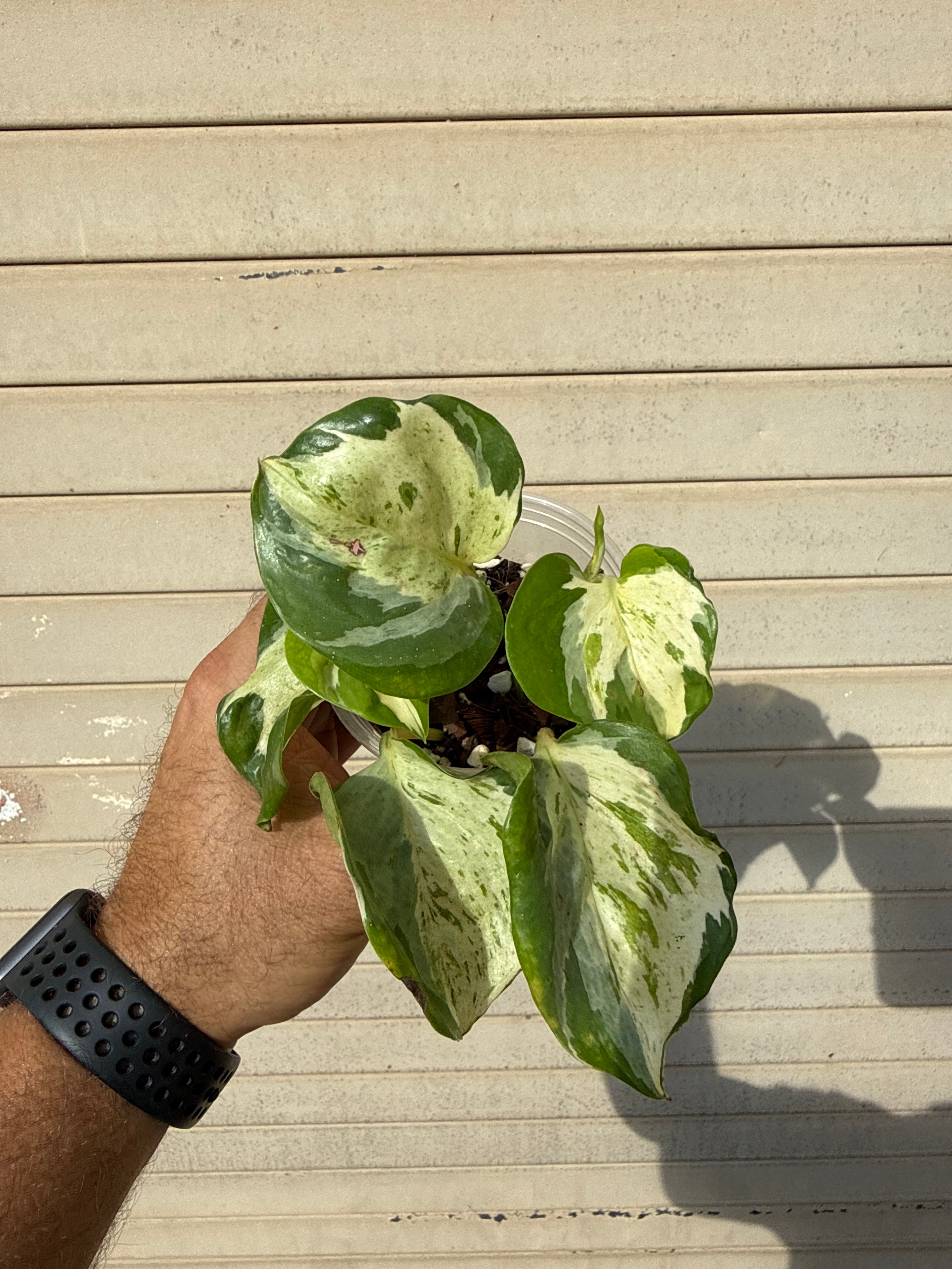 Epipremnum Manjula 3”
