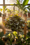 Begonia Alaska Creek 8” HB