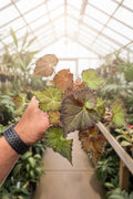Begonia Peter Piper