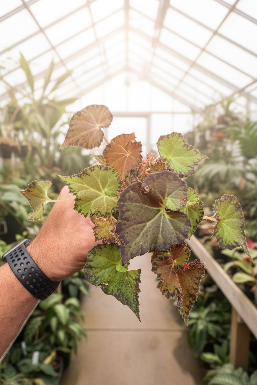 Begonia Peter Piper