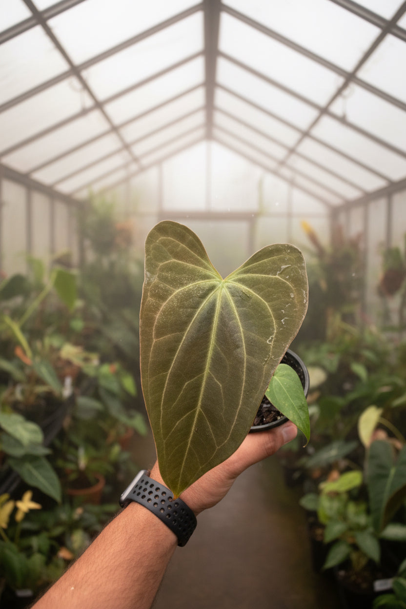 Anthurium Pap R18 x Carla 5x10