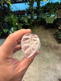 Alocasia Balloon Heart Pink 2”