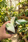 Alocasia Pink Black Velvet 3”