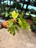 Rhaphidaphora Tetrasperma Variegated