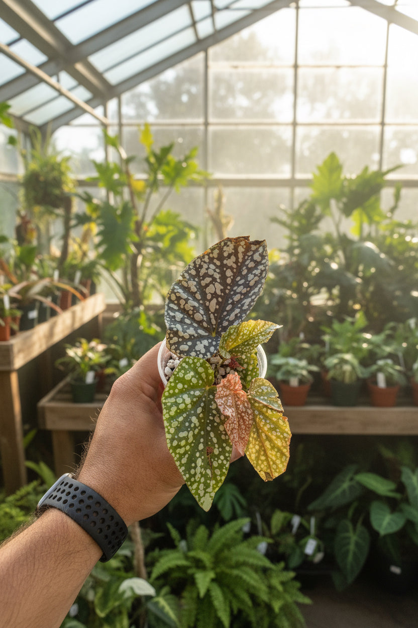 Begonia Snow Capped 3”