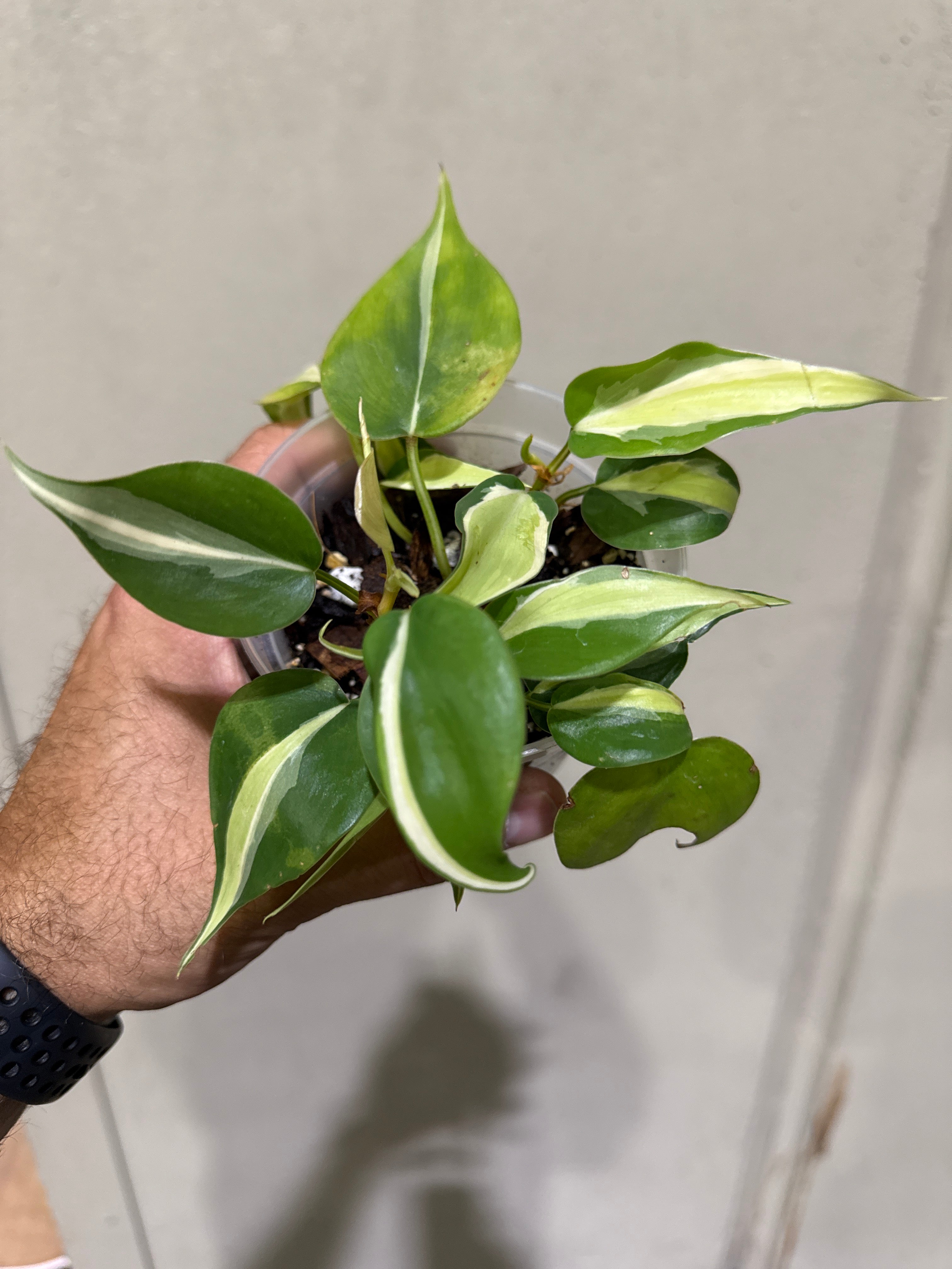 Philodendron Cream Splash 4”