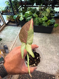 Syngonium Salmon Pink