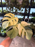 Monstera Jungle Mint