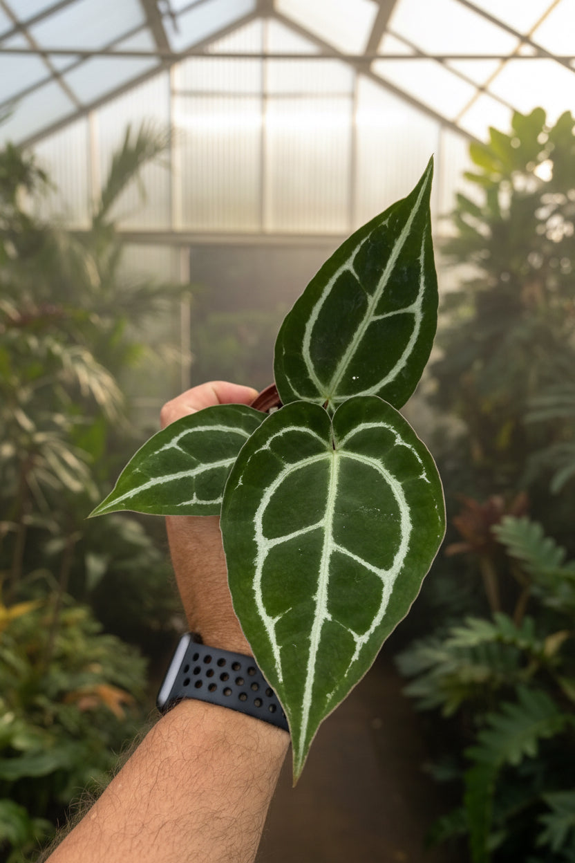 Anthurium 'Michelle' × Crystallinum 3”