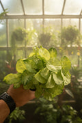 Syngonium Snow Country 4”