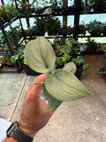 Scindapsus Silver Hero 3”