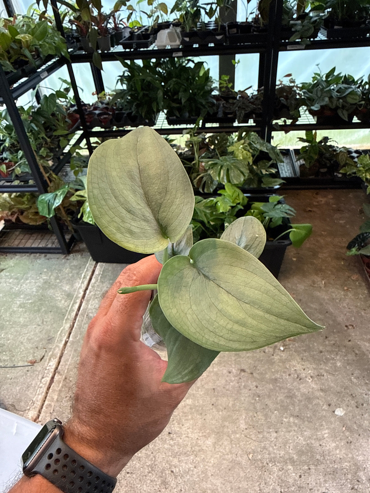 Scindapsus Silver Hero 3”