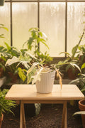 Philodendron Florida Beauty x Tortum