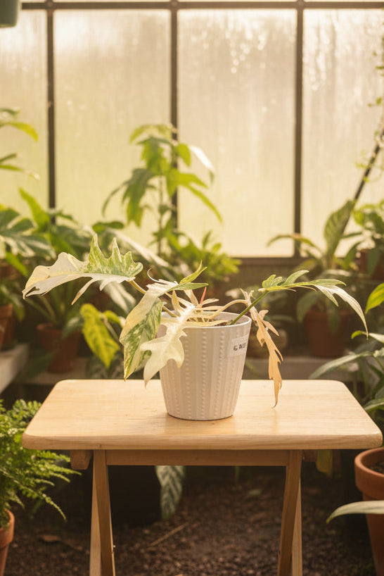 Philodendron Florida Beauty x Tortum