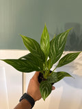Agleonema Stripes 4”