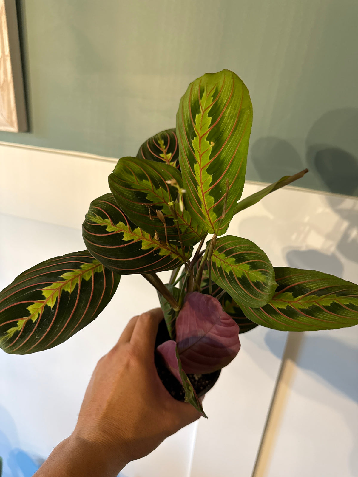 Maranta Red 4”