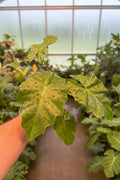 Alocasia Low Rider 4"