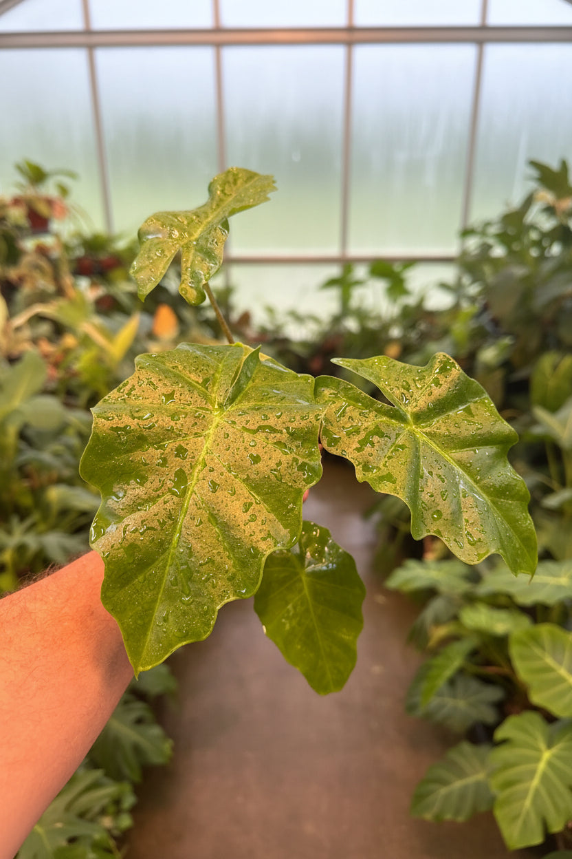 Alocasia Low Rider 4"