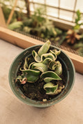 Hoya Hindu Rope Variegated 4"