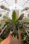 Spathphyllum Sensation Mint Variegated 8"