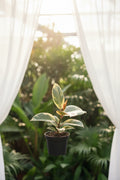 Ficus Tineke 4"
