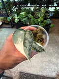 Scindapsus Lakambini