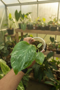Monstera Bulbasaur